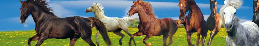 10049045 - Panoramakarte Tiere "Pferde"