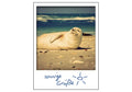 24001022 - Polaroid Retro Robbe