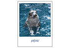 24001064 - Polaroid Robbe