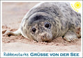 25010181 - Editions - PK Ostsee  quer Robbe