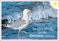 25010222 - Editions - PK Ostsee  quer Möwe
