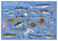 25027036 - Postkarte Küsten Cartoons "Wimmelbild-Fische"