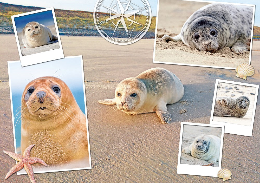 51090111 - Platzdeckchen „Robben“