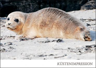 PK-KUE040 - Postkarte Küste Robbe