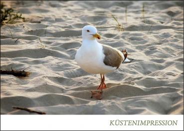 PK-NS016 - Postkarte Nordsee Möwe