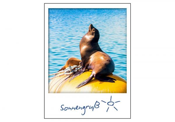 24001051 - Polaroid "Sonnengruß"